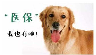 小狗罗丽吃瓜,小狗罗丽欢乐吃瓜记