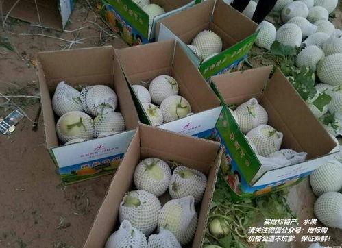 新疆蜜瓜煮着吃怎么吃的,甜蜜滋味，别样风情