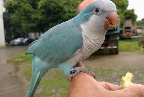 和尚鹦鹉吃瓜嘛,一场别开生面的吃瓜盛宴