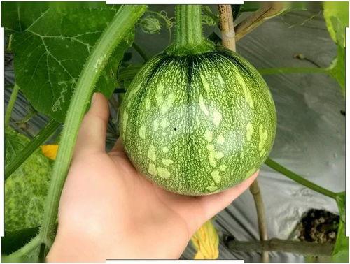 吃籽瓜产量如何,产量与种植技巧解析