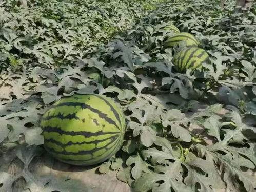 寿光天台吃瓜视频,一场视觉与味蕾的双重盛宴