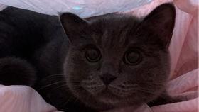 会吃瓜的小猫,揭秘宠物界的“美食家”