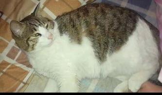 猛猫吃瓜,揭秘猫咪的神秘世界