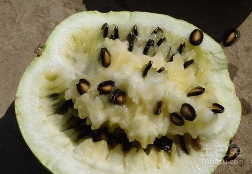 孕妇前期吃籽瓜,营养美味两不误