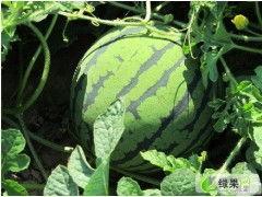 凌海吃瓜,揭秘当地特色美食背后的故事