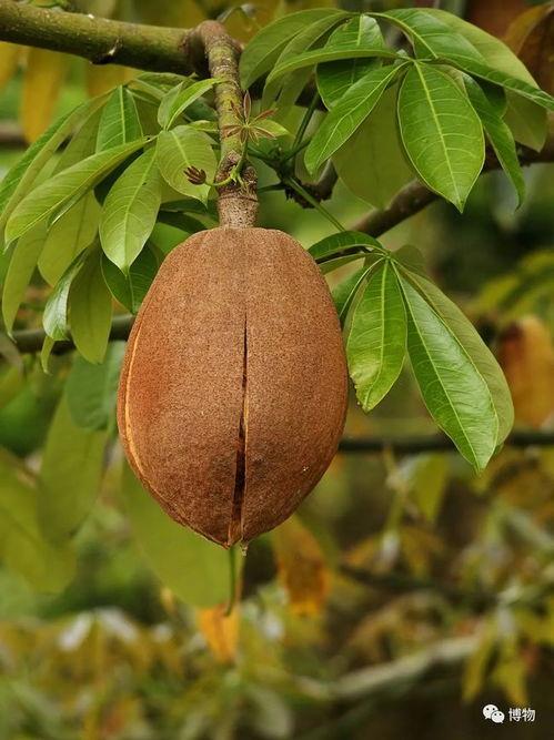 瓜栗可以吃,揭秘可食用瓜栗的独特魅力