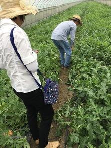 平湖吃瓜君,揭秘当地美食背后的故事与风情