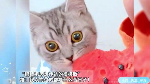 跟着猫吃瓜,跟随猫咪的脚步，探寻美食的奥秘